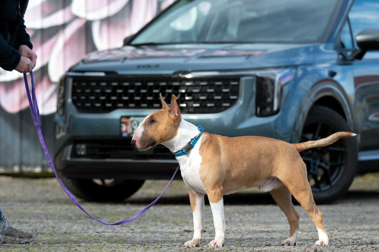 J.D. Power: хвостатые пассажиры качают китайский автопром